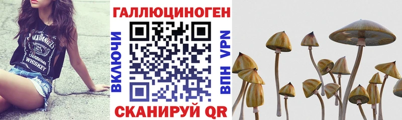 Псилоцибиновые грибы Psilocybe  как найти закладки  Казань 